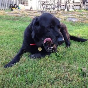 Meet your Posher, Allie